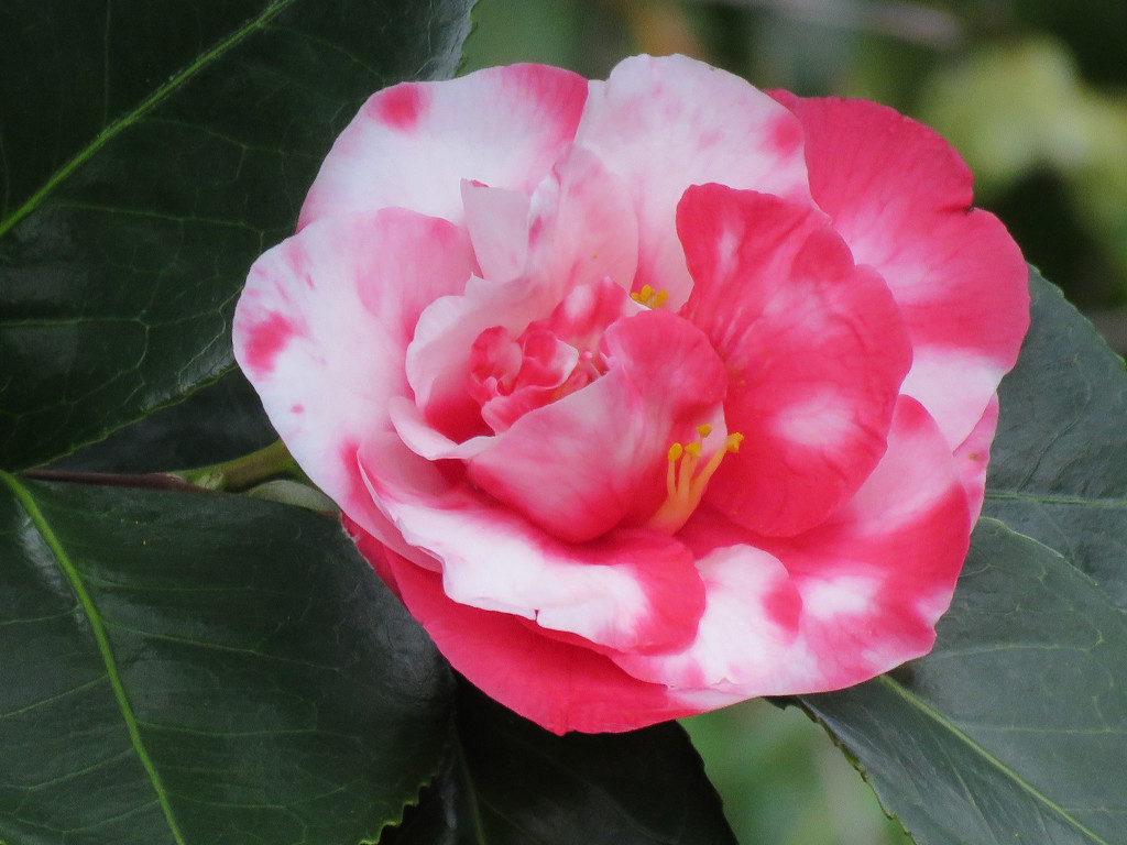 Variegated Camellia by seattlite