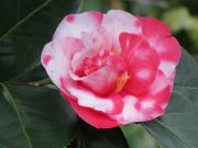 9th Mar 2021 - Variegated Camellia