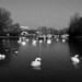 CANAL SWANS by markp