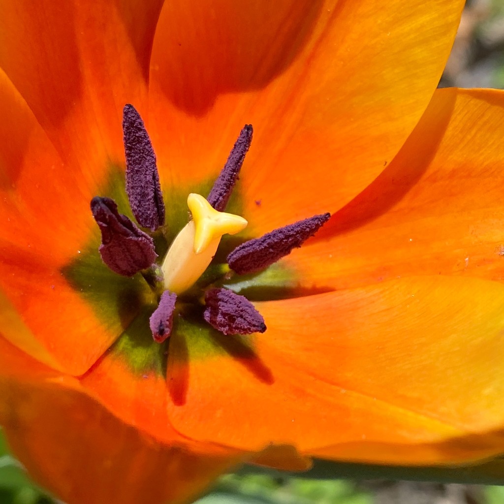 Orange tulip by shutterbug49