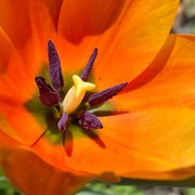 9th Mar 2021 - Orange tulip