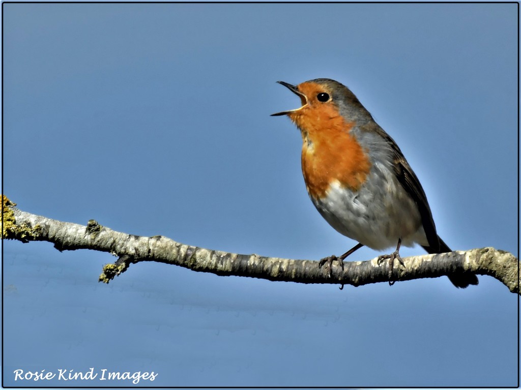 Singing robin by rosiekind