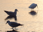 9th Mar 2021 - Little Egret and Two Seagulls