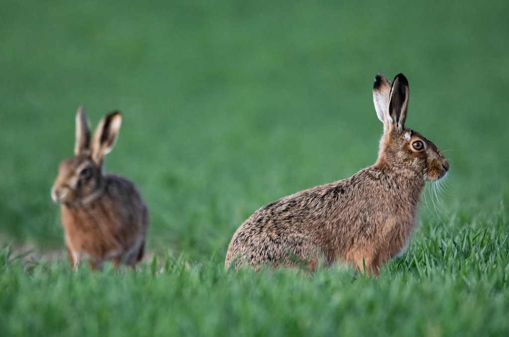 Hare pair by stevejacob