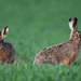 Hare pair by stevejacob