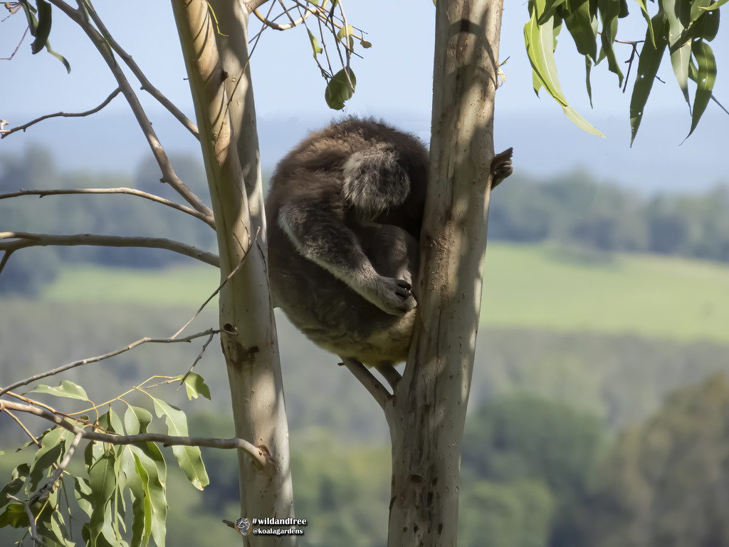 nighty night by koalagardens