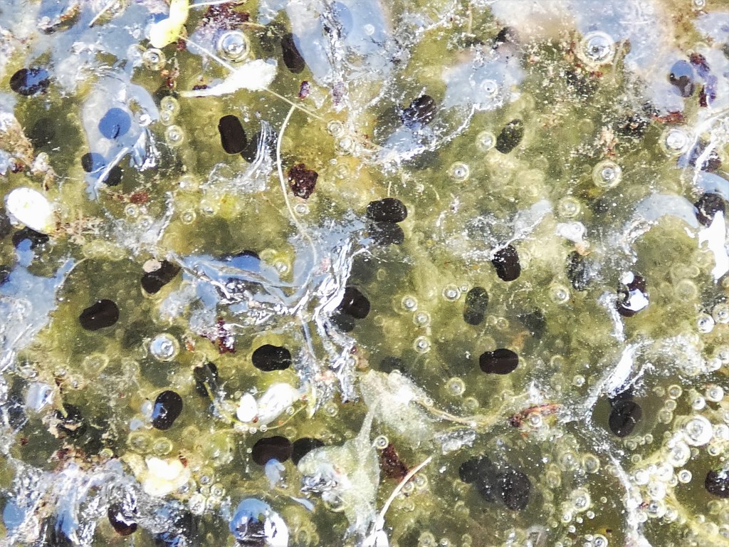Frogspawn under the ice by julienne1
