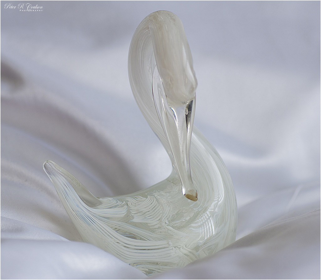 White Swan by pcoulson