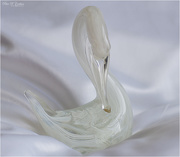 9th Mar 2021 - White Swan