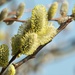 Pussy willow... by julienne1