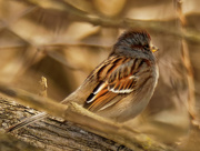 9th Mar 2021 - American tree sparrow 