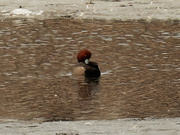 9th Mar 2021 - redhead duck 