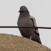 9th Mar 2021 - rock pigeon 