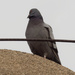 rock pigeon  by rminer