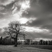 The Tree... by vignouse