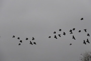 9th Mar 2021 - the birds