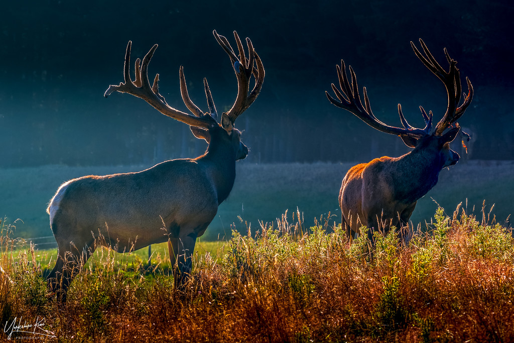 Those Stags Again by yorkshirekiwi