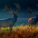 Those Stags Again by yorkshirekiwi