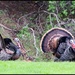 A Pair of Turkeys Strutting Their Stuff by markandlinda