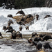 Turkeys Have Moved In by farmreporter