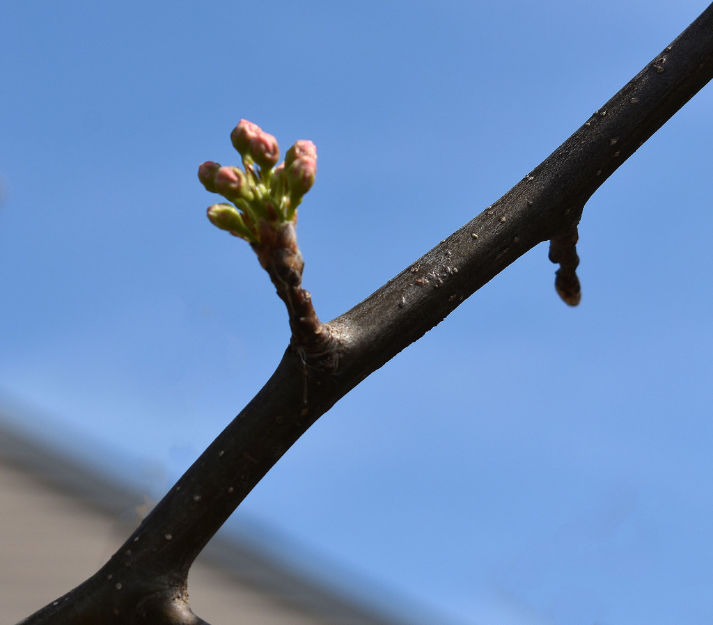 Trees are budding! by homeschoolmom