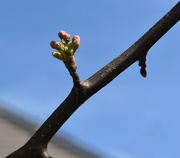 9th Mar 2021 - Trees are budding!