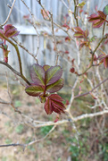9th Mar 2021 - My rose bush is leafing!