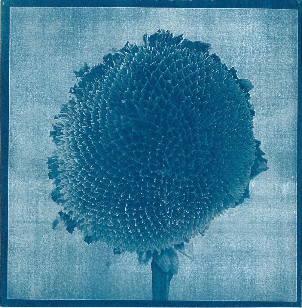 Naked and Alone Cyanotype by juliedduncan