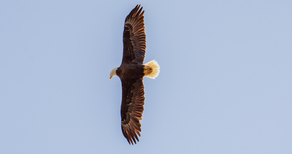 Bald Eagle Circling Overhead! by rickster549