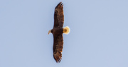 9th Mar 2021 - Bald Eagle Circling Overhead!