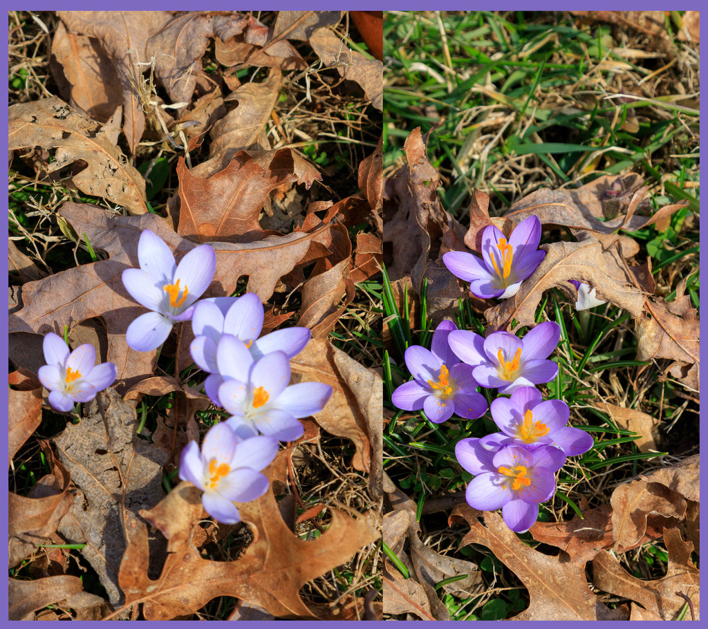 Precursor of Spring by hjbenson