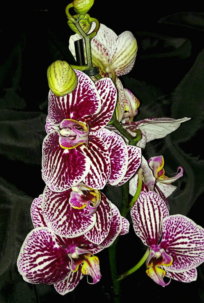 Orchid in Color  by harbie