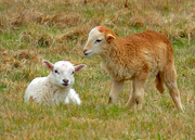 9th Mar 2021 - Spring Lambs