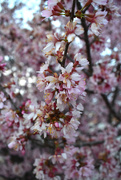 10th Mar 2021 - Redbud tree in bloom