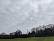 8th Mar 2021 - Flock Of Seagulls