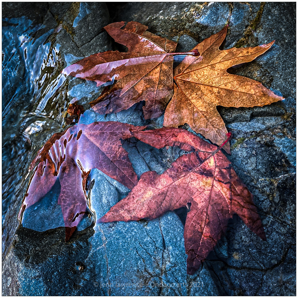 Four Leaves on a Rock by aikiuser