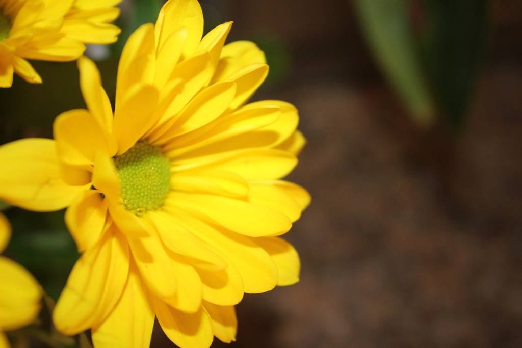 Yellow daisy by jb030958