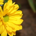 Yellow daisy by jb030958