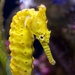 Yellow Seahorse P2160948 by merrelyn