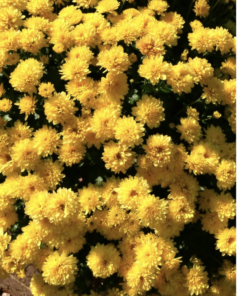 Sunny yellow chrysanthemums by louannwarren
