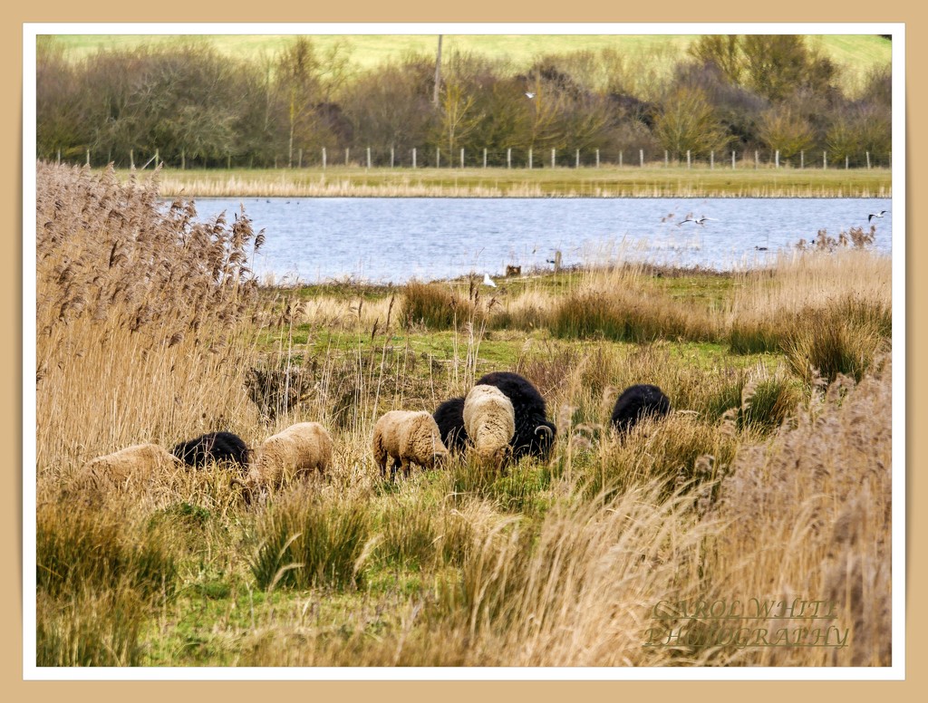 Grazing Sheep by carolmw