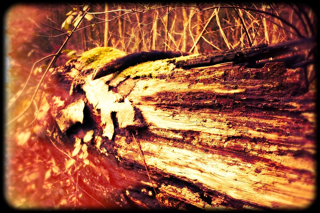 Day 69 Tree Trunk revisited by delboy207