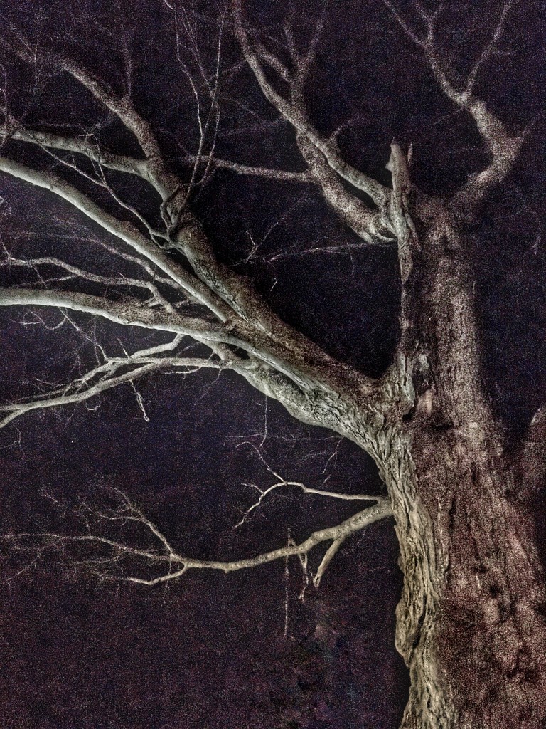 3-10-21 night tree by bkp