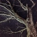 3-10-21 night tree by bkp