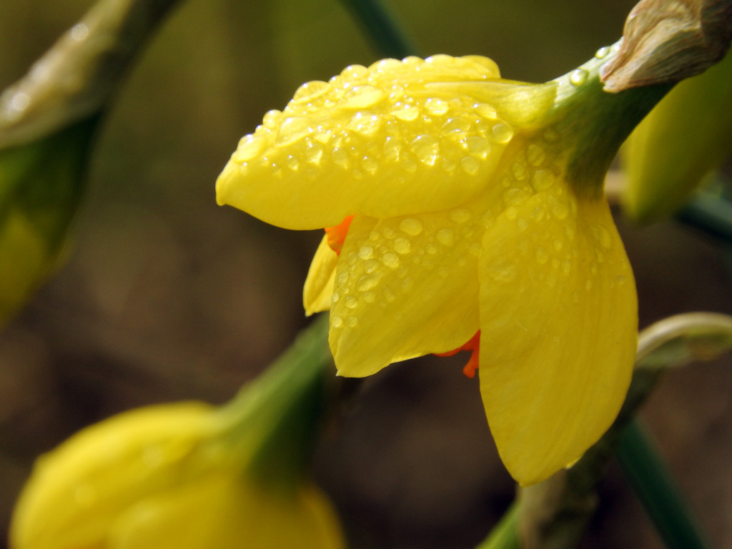 Rain-Drenched Daffodil by seattlite