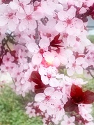 5th Mar 2021 - Tree Blossoms