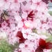 Tree Blossoms by joysfocus