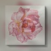 Old Pink Rose by artsygang