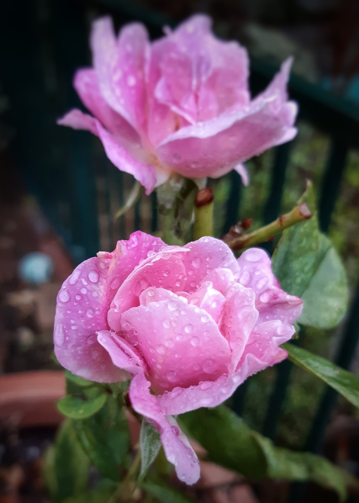 Wet Rose  by salza
