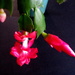 Christmas cactus by bruni